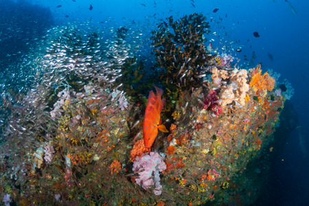 Schools of tropical fish swimming around a colorful, healthy tropical coral reef