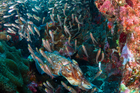 A pair of beautiful Cuttlefish surrounded by Glassfish on a colorful tropical coral reef (Richelieu Rock()の写真素材