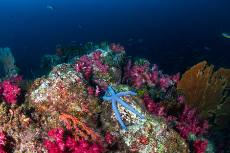 Beautiful, colorful soft corals on a thriving tropical coral reef in Thailand (Richelieu Rock)の写真素材