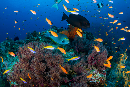 Thriving, colorful tropical coral reef, surrounded by tropical fish