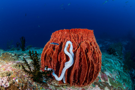 Huge, colorful barrel sponges on a tropical coral reef in the Similan Islandsの写真素材