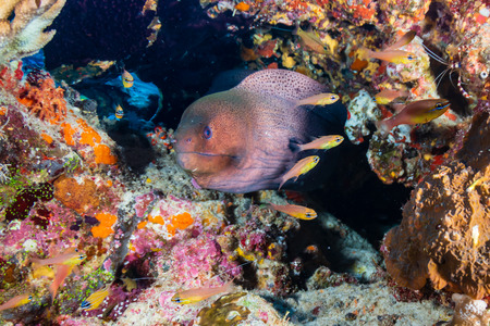 Giant Moray Eel hidden in a hole in a coral pinnacle on a tropical reef