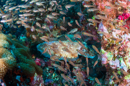 A pair of beautiful Cuttlefish surrounded by Glassfish on a colorful tropical coral reef (Richelieu Rock()の写真素材