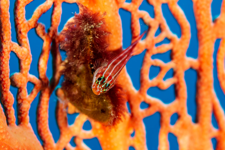 A tiny Goby at home on a Gorgonian Seafan on a tropical coral reefの写真素材
