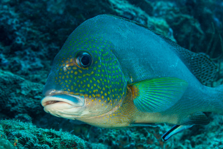 Sweetlips being cleaned by a cleaner wrasse on a tropical coral reefの写真素材