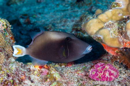 Triggerfish on a tropical coral reefの写真素材