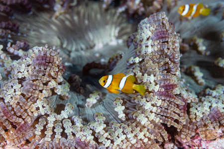 A cute family of Clownfish in an anenome on a coral reef in Thailandの写真素材