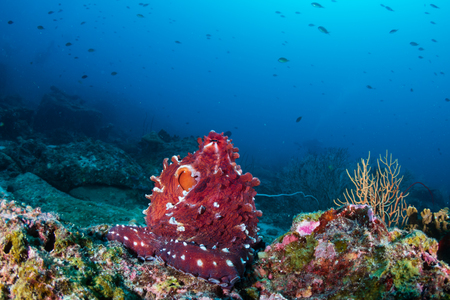 A large reef Octopus in the open on a deep, dark tropical coral reef in Thailandの写真素材