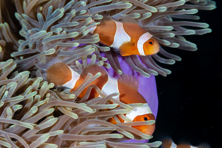 Cute, friendly Clownfish in an anemone on a tropical coral reefの写真素材