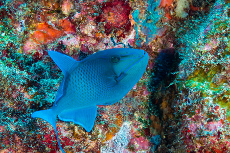 Small Red Tooth Triggerfish on a tropical coral reef
