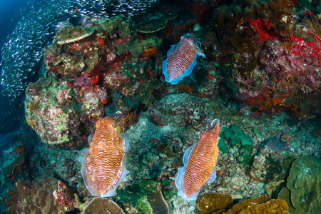 Cuttlefish mating ritual on a tropical coral reef (Richelieu Rock, Thailand)の写真素材