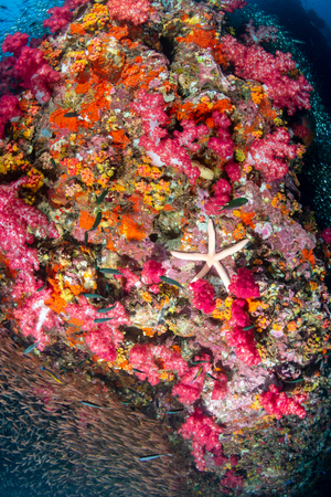 Starfish and colorful soft corals on a healthy tropical coral reefの写真素材