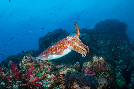 Beautiful Cuttlefish on a dark tropical coral reef (Richelieu Rock, Thailand)の写真素材
