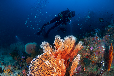Female SCUBA diver on a tropical coral reef at dawnの写真素材