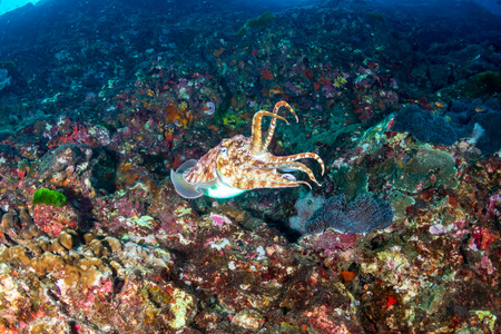 Cuttlefish on a colorful tropical coral reef
