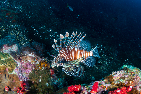 Lionfish hunting at dawn on a tropical coral reefの写真素材