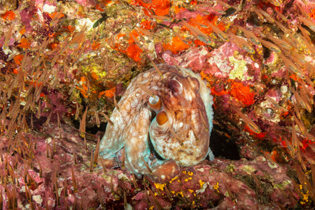 A large Octopus hidden on an underwater wall on a tropical coral reef (Richelieu Rock, Thailand)の写真素材