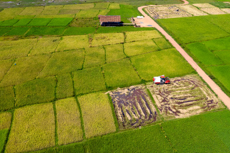 Aerial view of rice being harvested in a picturesque rice paddyの写真素材