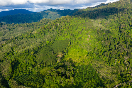 Aerial view showing tropical rainforest deforestation to make way for palm oil and other plantationsの写真素材