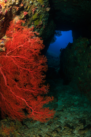 Underwater archway and seafan on a tropical coral reefの写真素材
