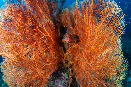 A colorful Coral Grouper on a healthy tropical coral reef in Thailandの写真素材