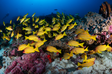Brightly colored tropical fish on a tropical coral reef in Thailandの写真素材