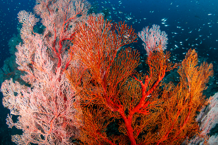 Beautiful, colorful tropical coral reef at the Surin Islands (Richelieu Rock)の写真素材
