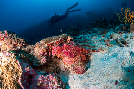 Bearded Scorpionfish hiding on a dark coral reefの写真素材