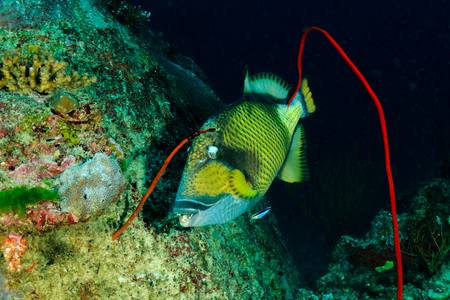 A large Titan Triggerfish feeding on a deep, dark tropical coral reef at dawn (Similan Islands,...