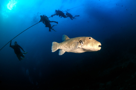 SCUBA divers descending in blue water next to a large Starry Pufferfish