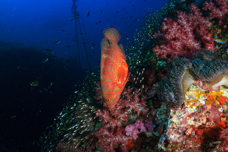Colorful Grouper swimming over a healthy tropical coral reef