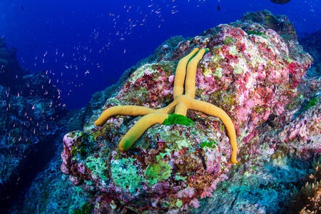 Starfish on a beautiful, colorful tropical coral reef in Thailandの写真素材