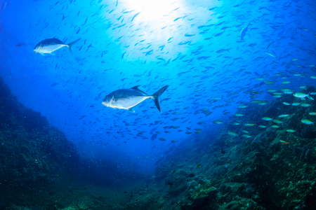 Trevally and other Jacks hunt on a tropical coral reefの写真素材