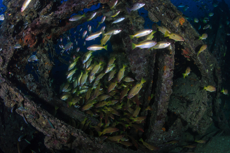 Beautiful schools of tropical fish swimming around an old, coral encrusted shipwreckの写真素材