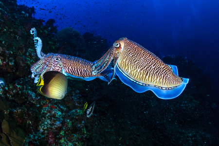Pharaoh Cuttlefish mating and laying eggs on a tropical coral reefの写真素材