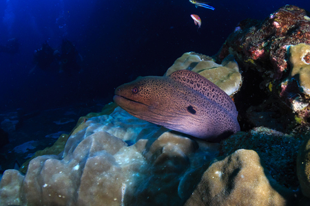 Large Moray Eel hiding on a deep, dark tropical coral reef at dawnの写真素材