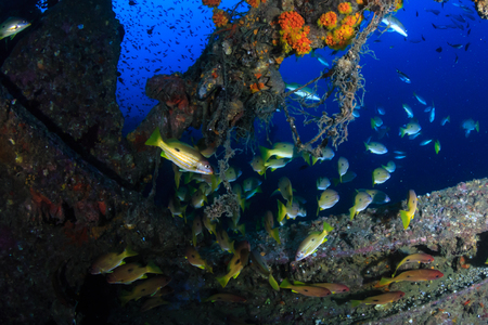 Beautiful schools of tropical fish swimming around an old, coral encrusted shipwreckの写真素材