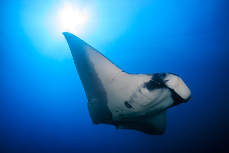 Huge, beautiful Oceanic Manta Ray in a tropical blue ocean (Ko Bon, Thailand)の写真素材