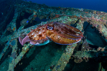 Colorful Cuttlefish on a old underwater shipwreck in a tropical oceanの写真素材