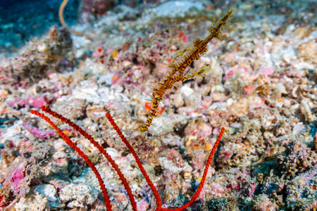 Delicate Ornate Ghost Pipefish hiding near soft corals on a tropical reefの写真素材