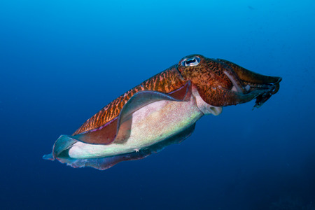 Pharaoh Cuttlefish on a colorful tropical coral reefの写真素材