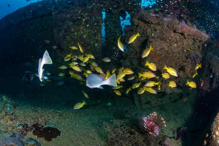 Colorful tropical fish around an old, underwater shipwreck in a tropical ocean