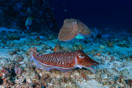 Colorful and curious Pharaoh Cuttlefish (Sepia pharaonis) on a tropical coral reef in Thailand