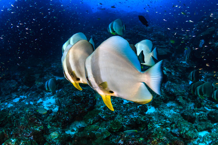 A school of large Longfin Batfish (Platax teira) on a dark tropical coral reef