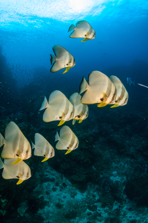 A school of large Longfin Batfish (Platax teira) on a dark tropical coral reefの写真素材