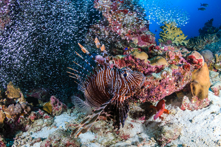 Predatory Lionfish patrolling a tropical coral reef at sunriseの写真素材