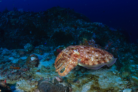 Colorful and curious Pharaoh Cuttlefish (Sepia pharaonis) on a tropical coral reef in Thailandの写真素材