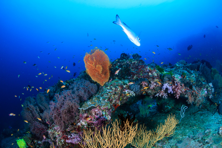 Clouds of colorful tropical fish swimming around a healthy tropical coral reefの写真素材