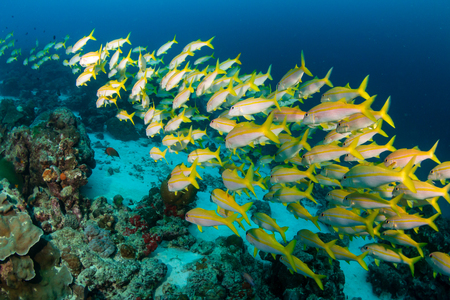 Colorful tropical fish swimming around a coral reef in Thailandの写真素材