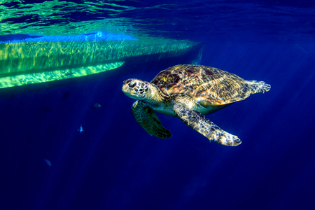 Large Green Sea Turtle (Chelonia mydas) near the surface in a tropical ocean (Similan Islands)の写真素材